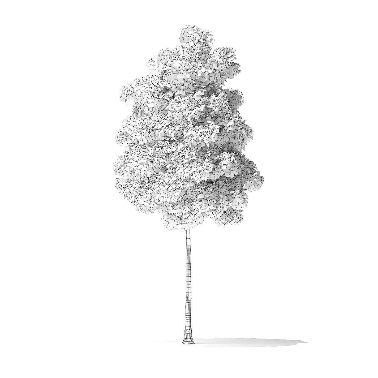 American Basswood Tree 3D Model 4m 3D model_7