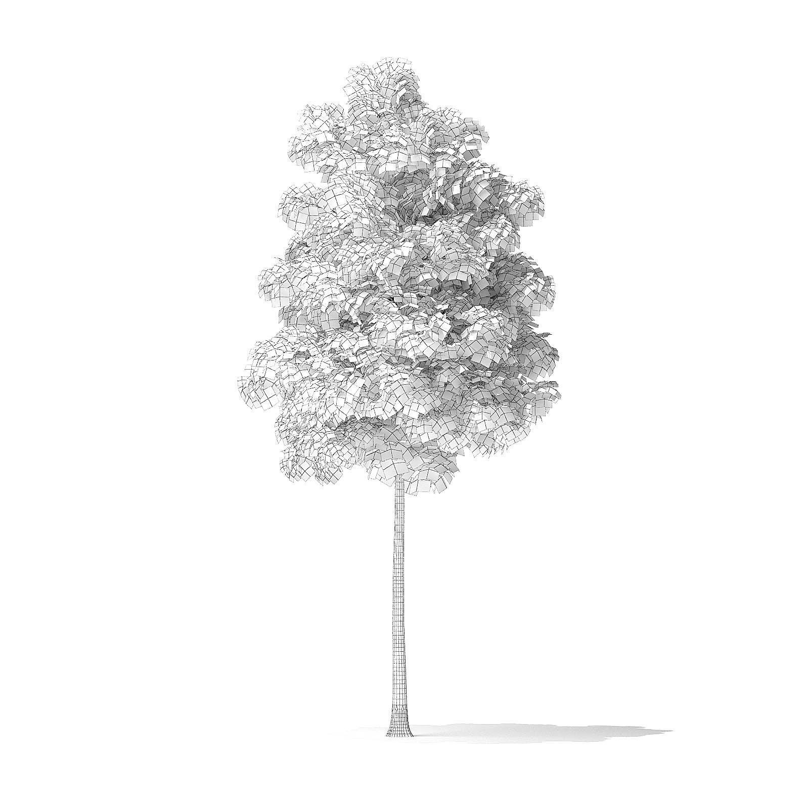American Basswood Tree 3D Model 4m 3D model_3