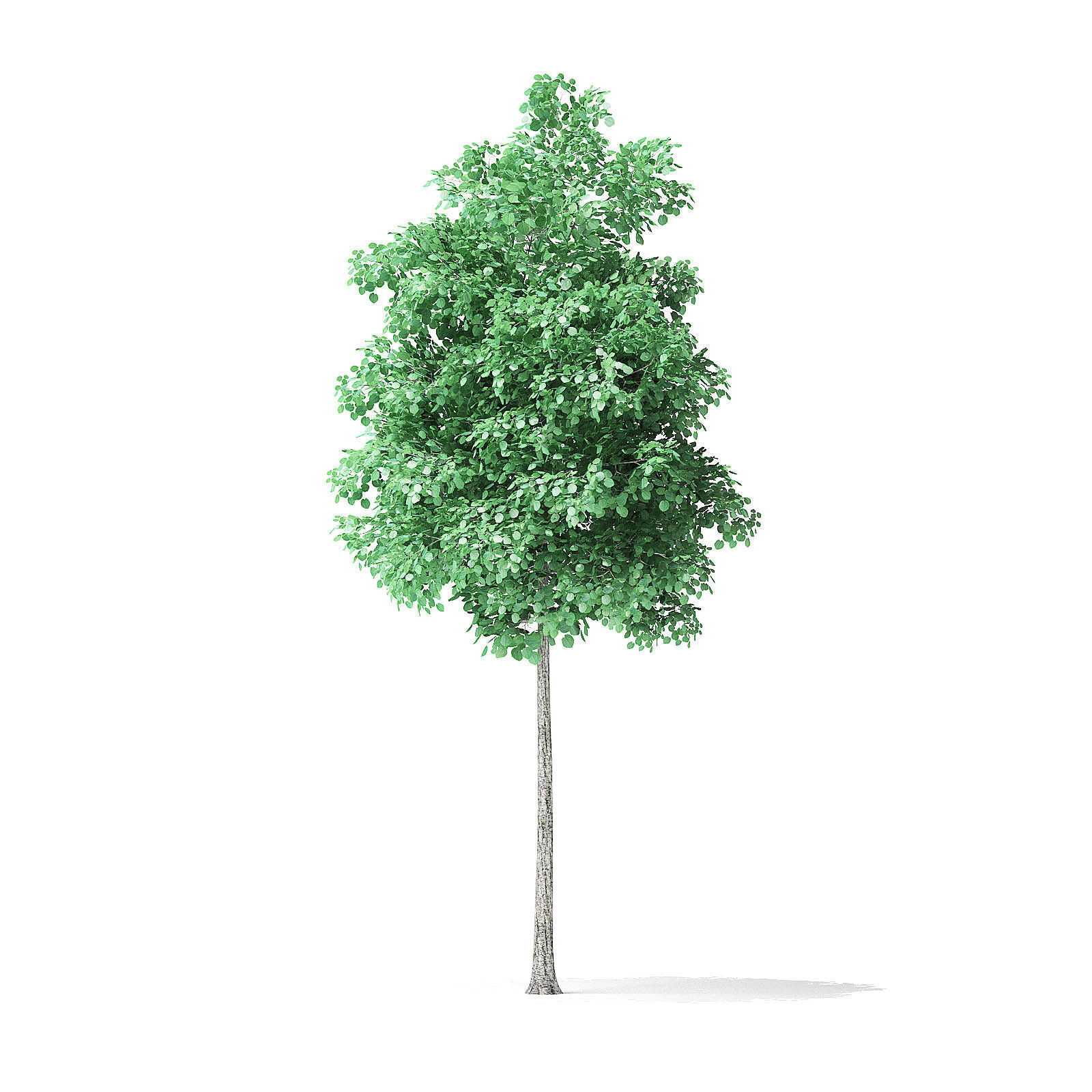 American Basswood Tree 3D Model 4m 3D model_6