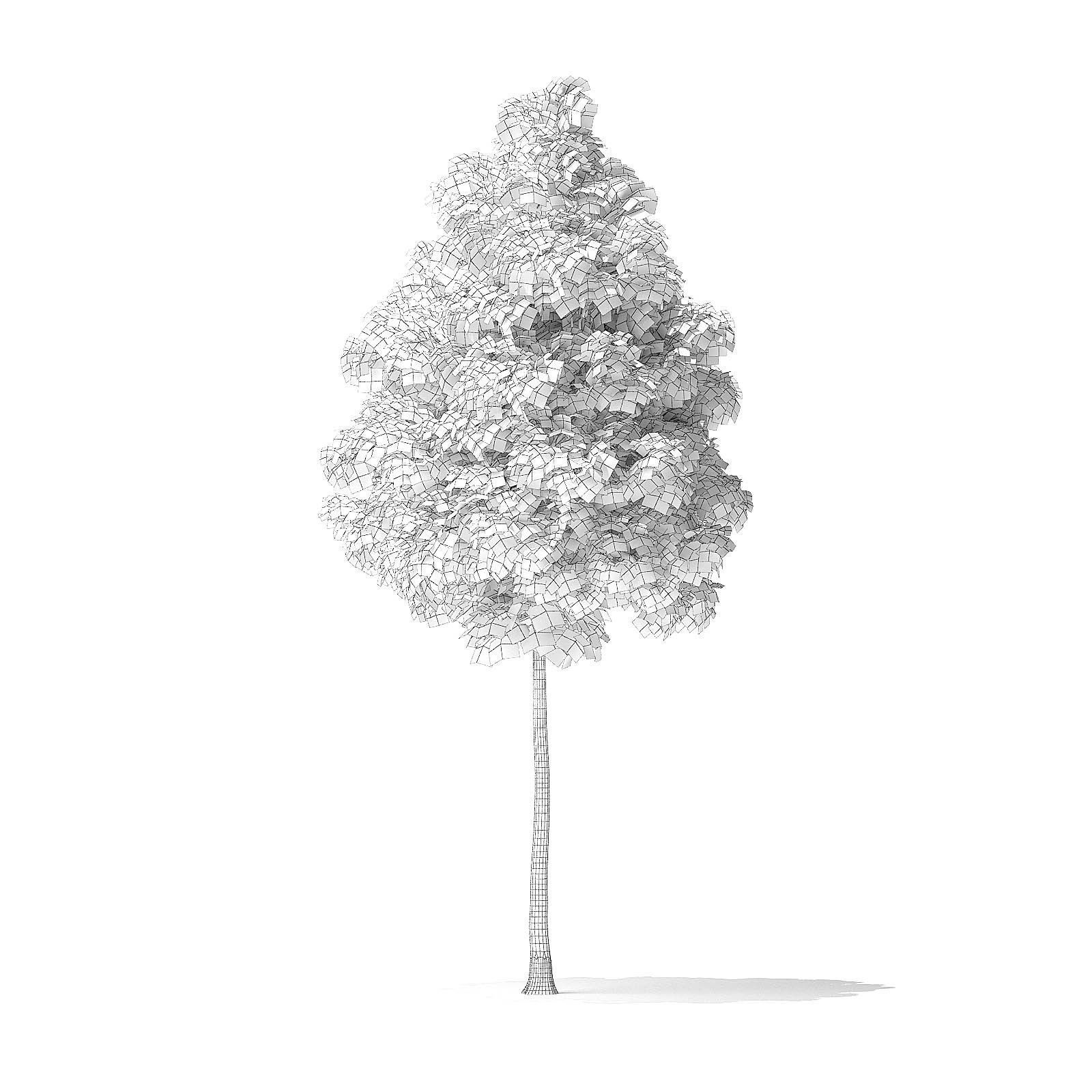 American Basswood Tree 3D Model 4m 3D model_5
