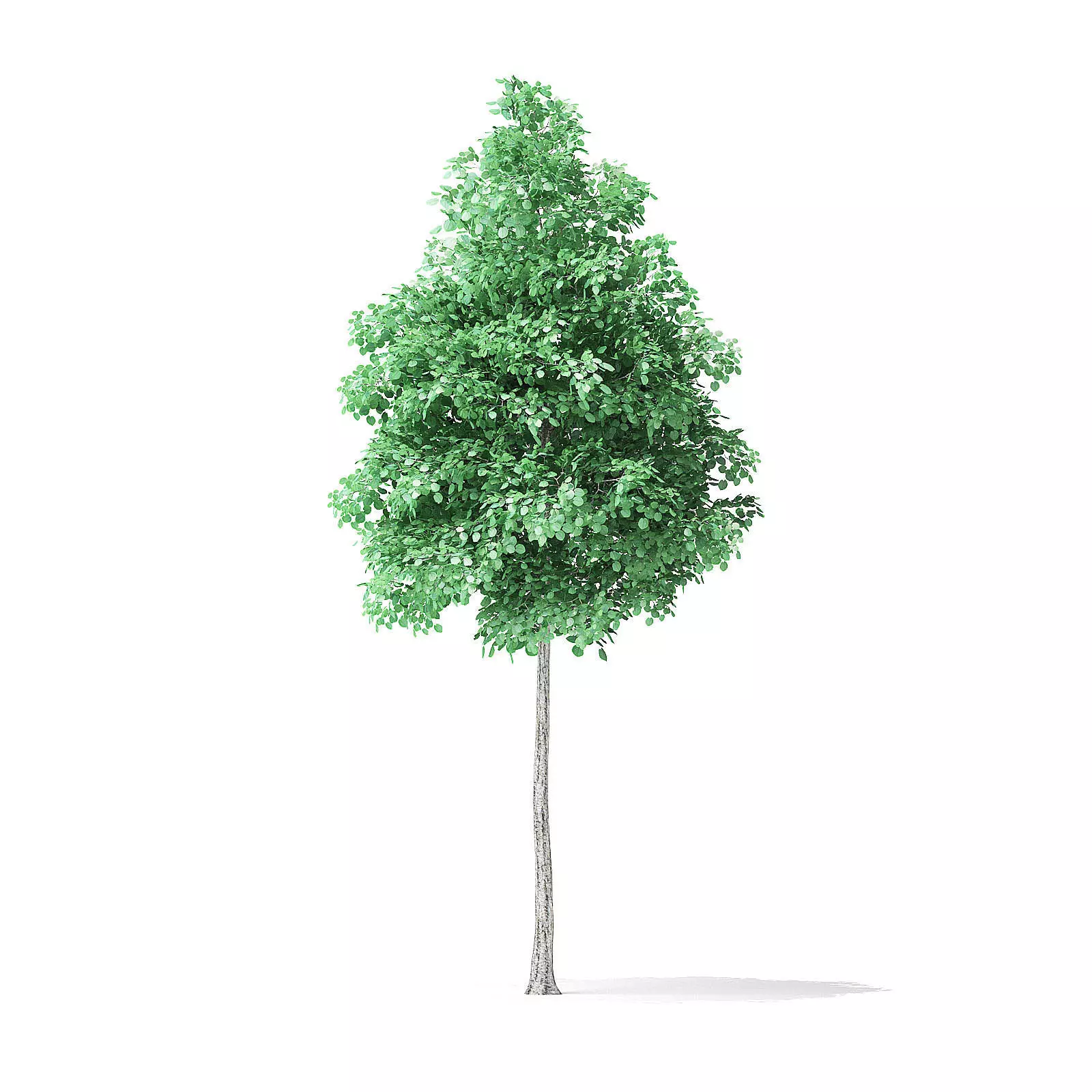 American Basswood Tree 3D Model 4m 3D model_0