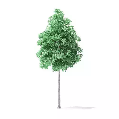 American Basswood Tree 3D Model 4m