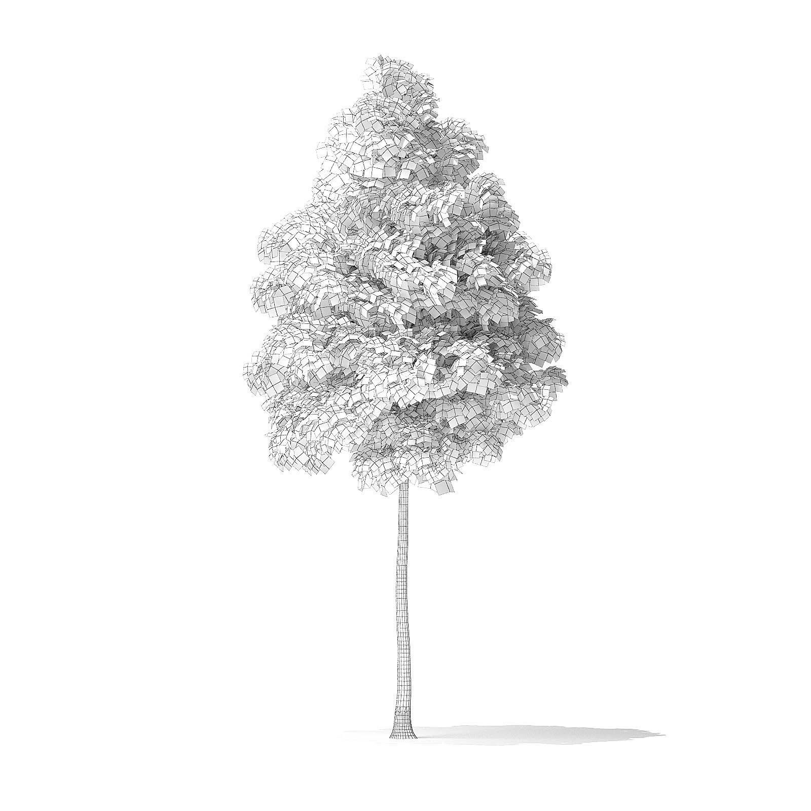American Basswood Tree 3D Model 4m 3D model_1