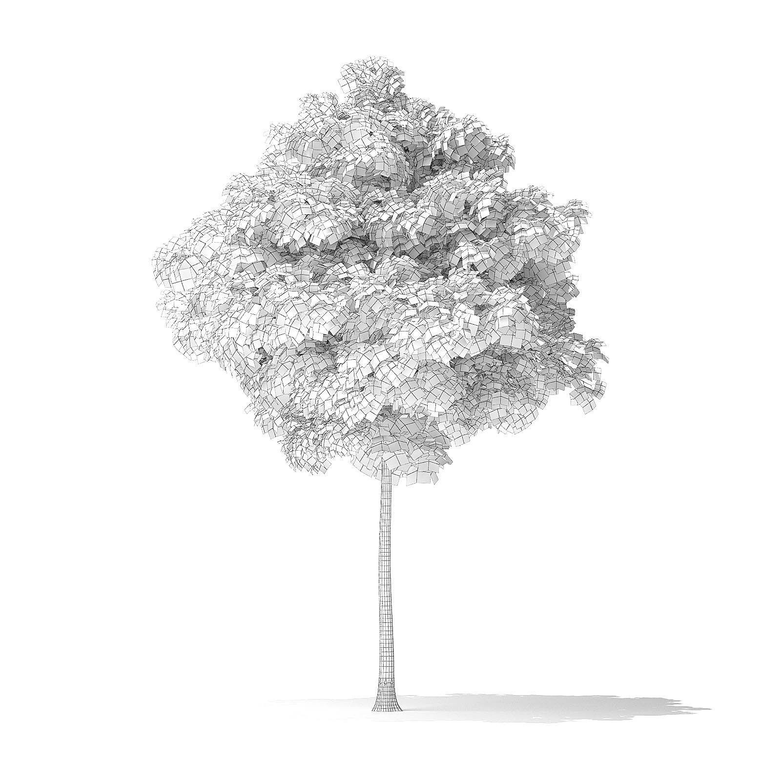 American Basswood Tree 3D Model 4m 3D model_1