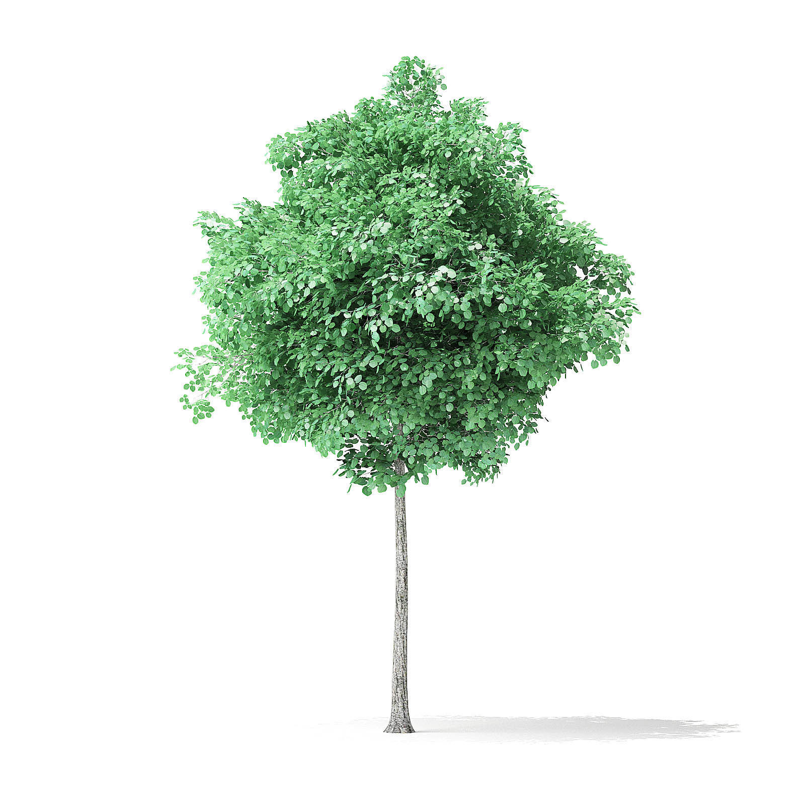 American Basswood Tree 3D Model 4m 3D model_4