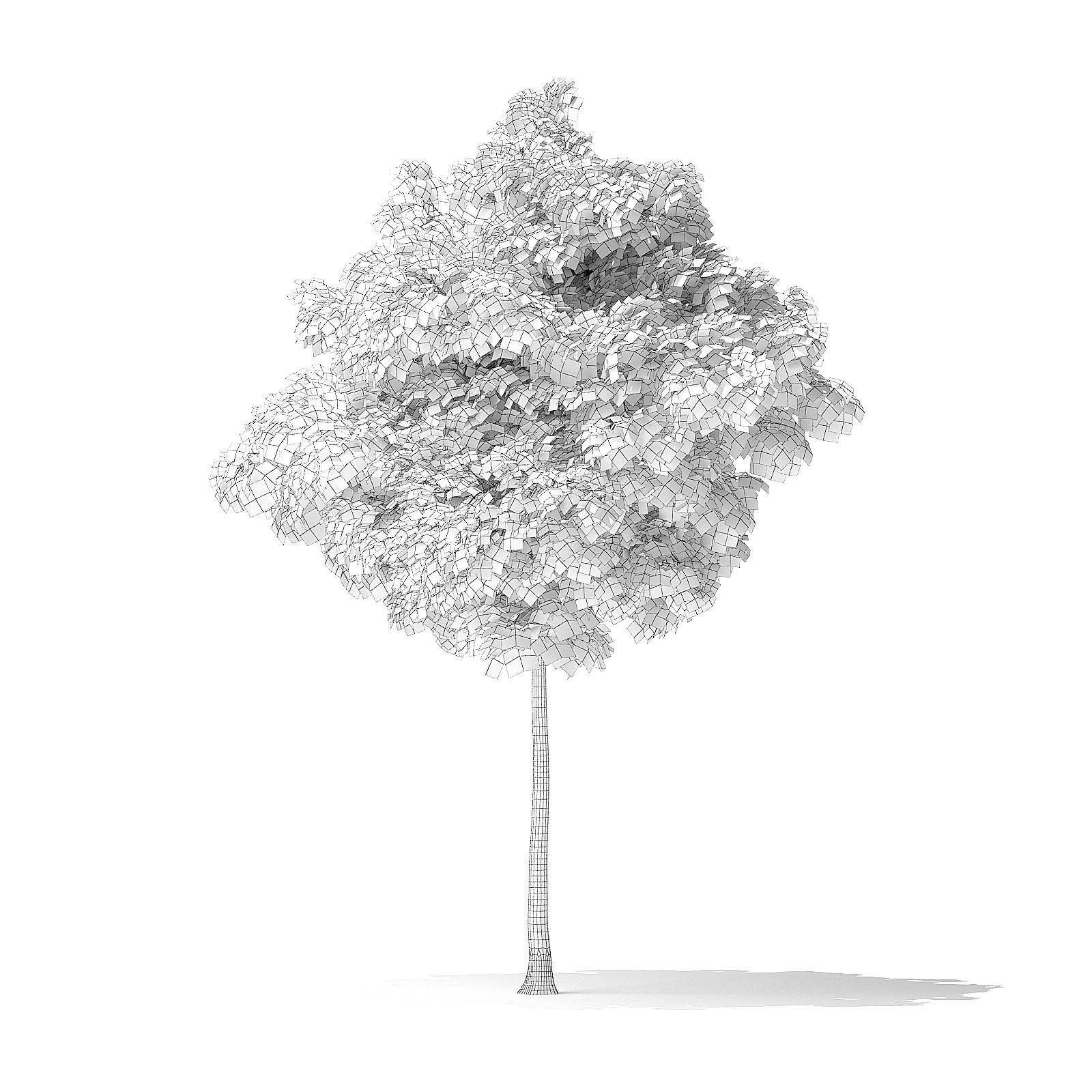 American Basswood Tree 3D Model 4m 3D model_3
