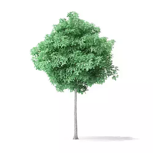 American Basswood Tree 3D Model 4m