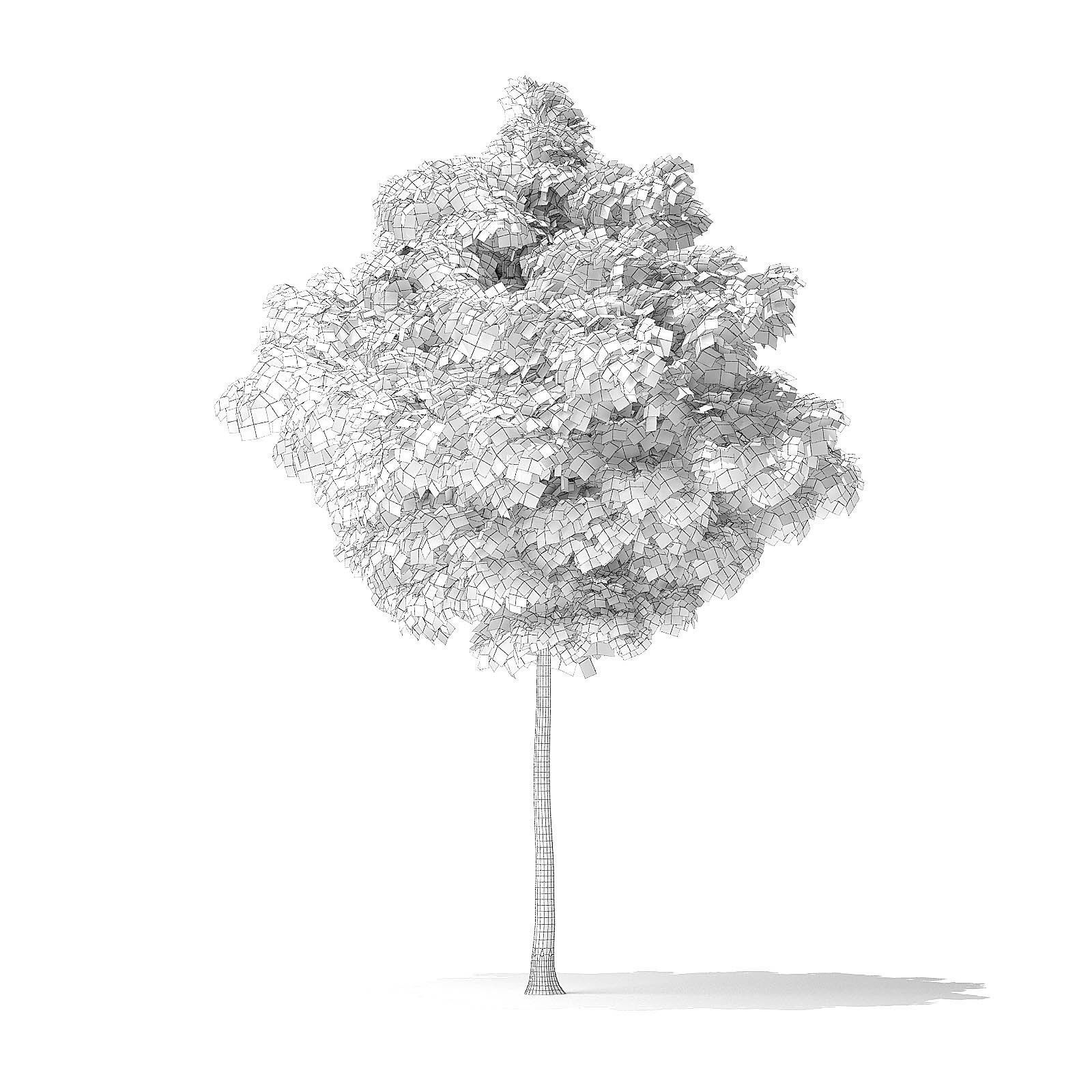 American Basswood Tree 3D Model 4m 3D model_7