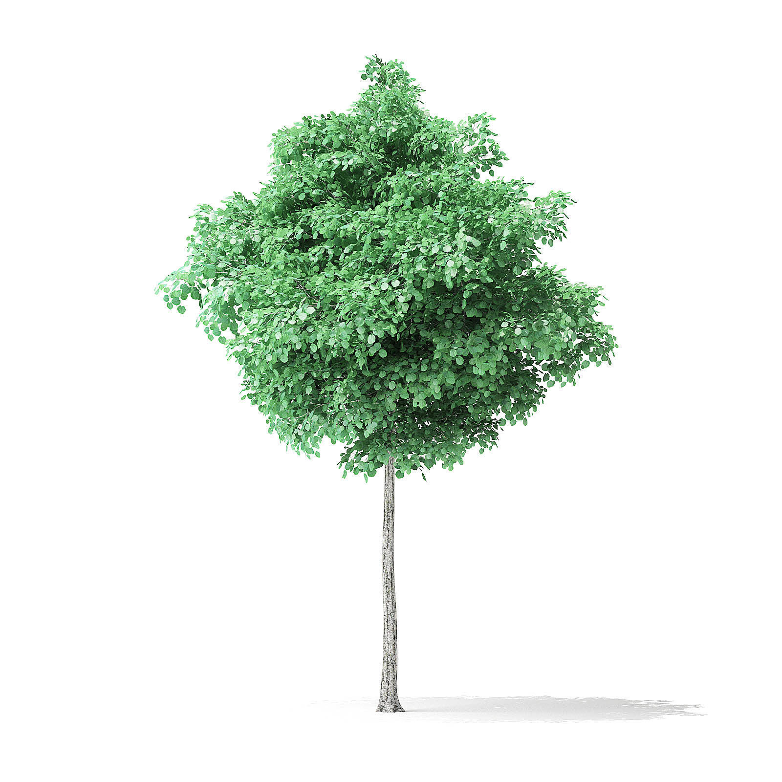 American Basswood Tree 3D Model 4m 3D model_6