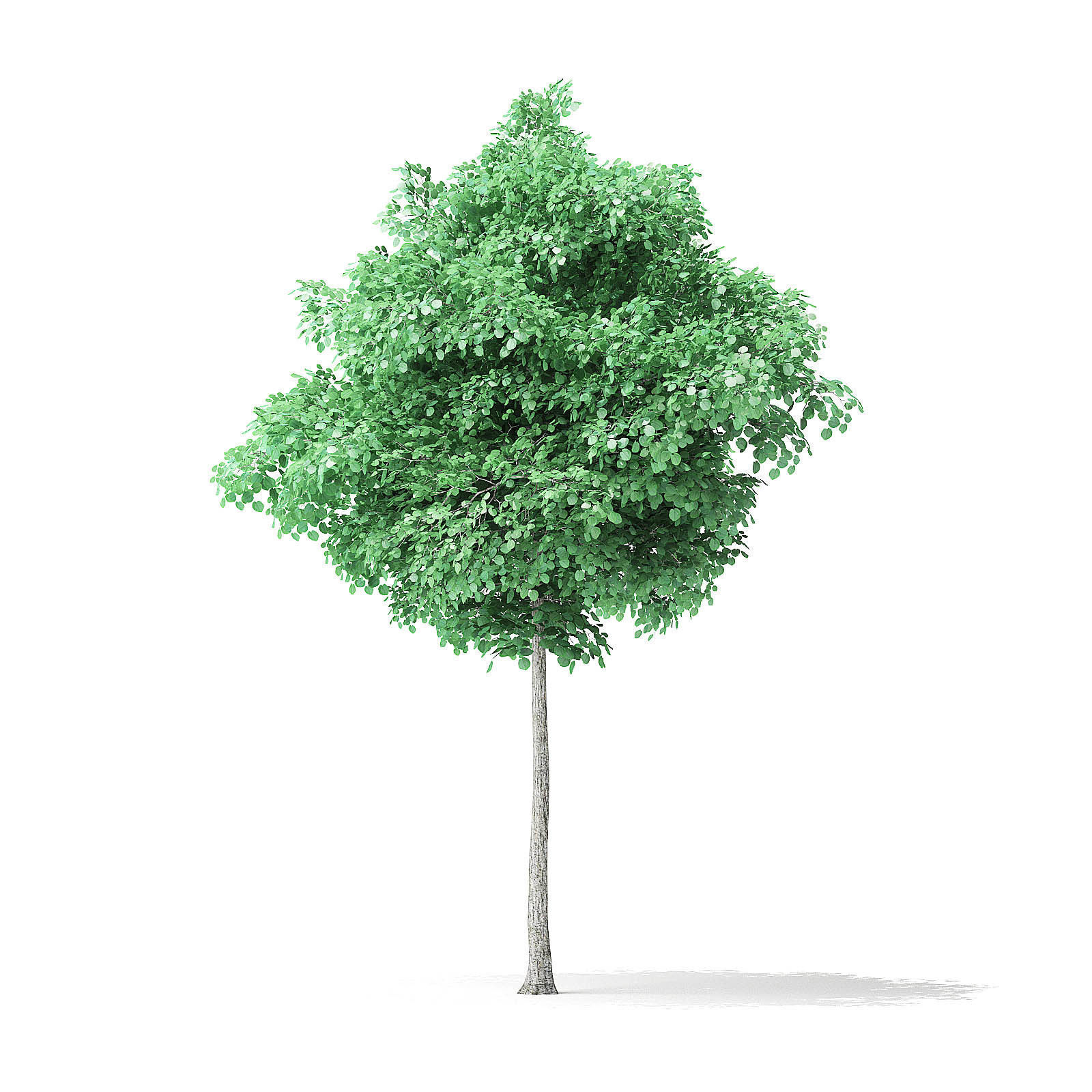 American Basswood Tree 3D Model 4m 3D model_2