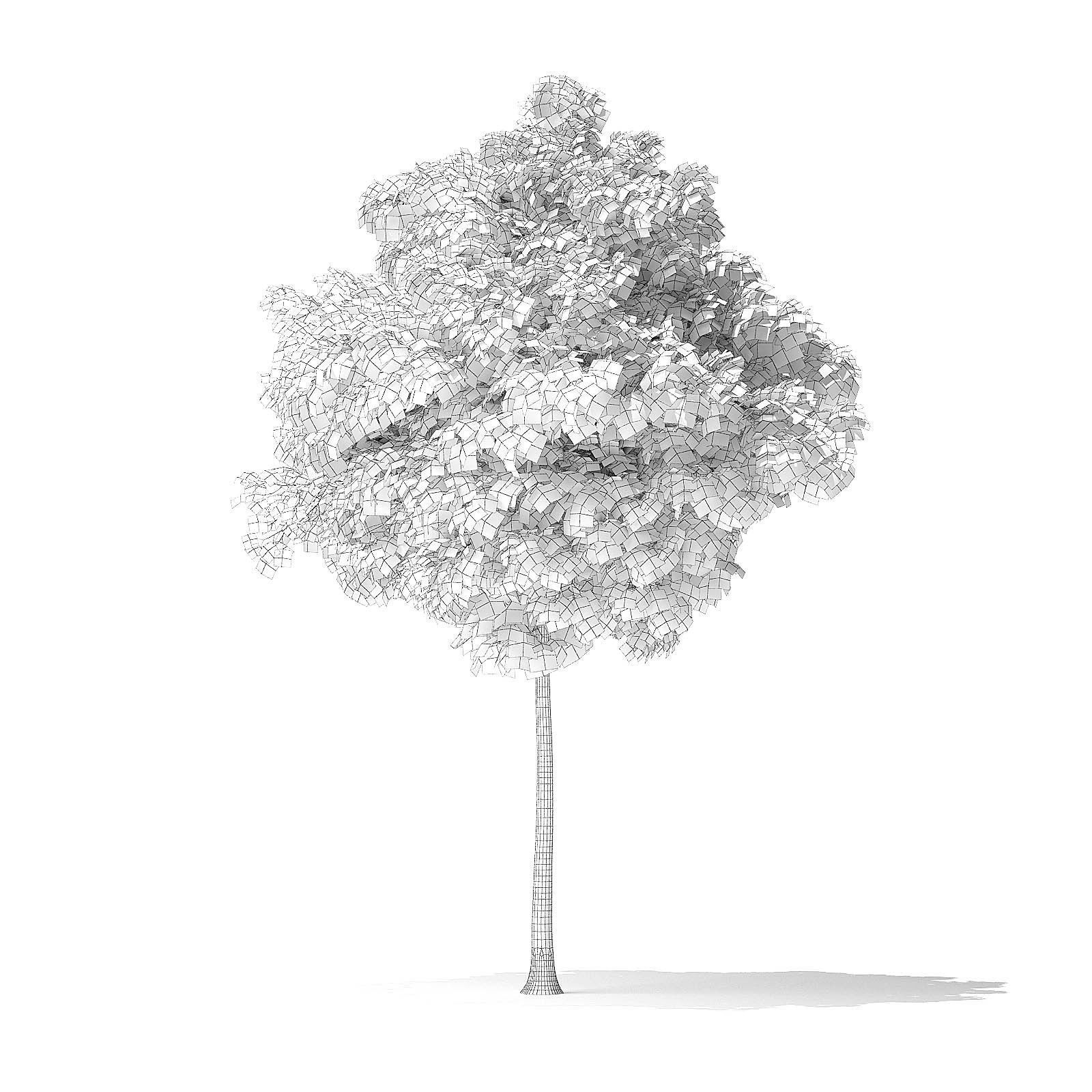 American Basswood Tree 3D Model 4m 3D model_5