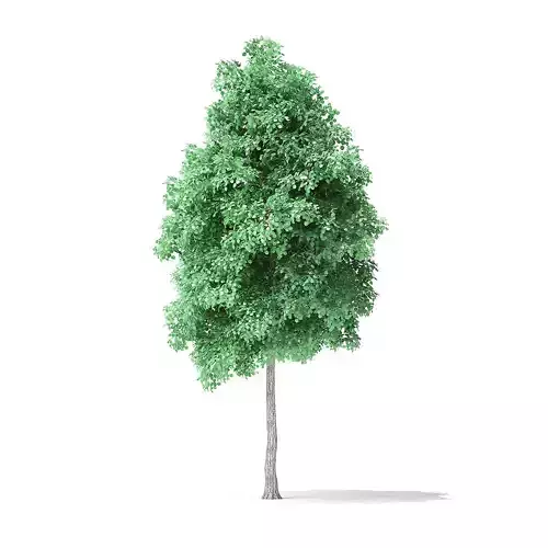 American Basswood Tree 3D Model 6m