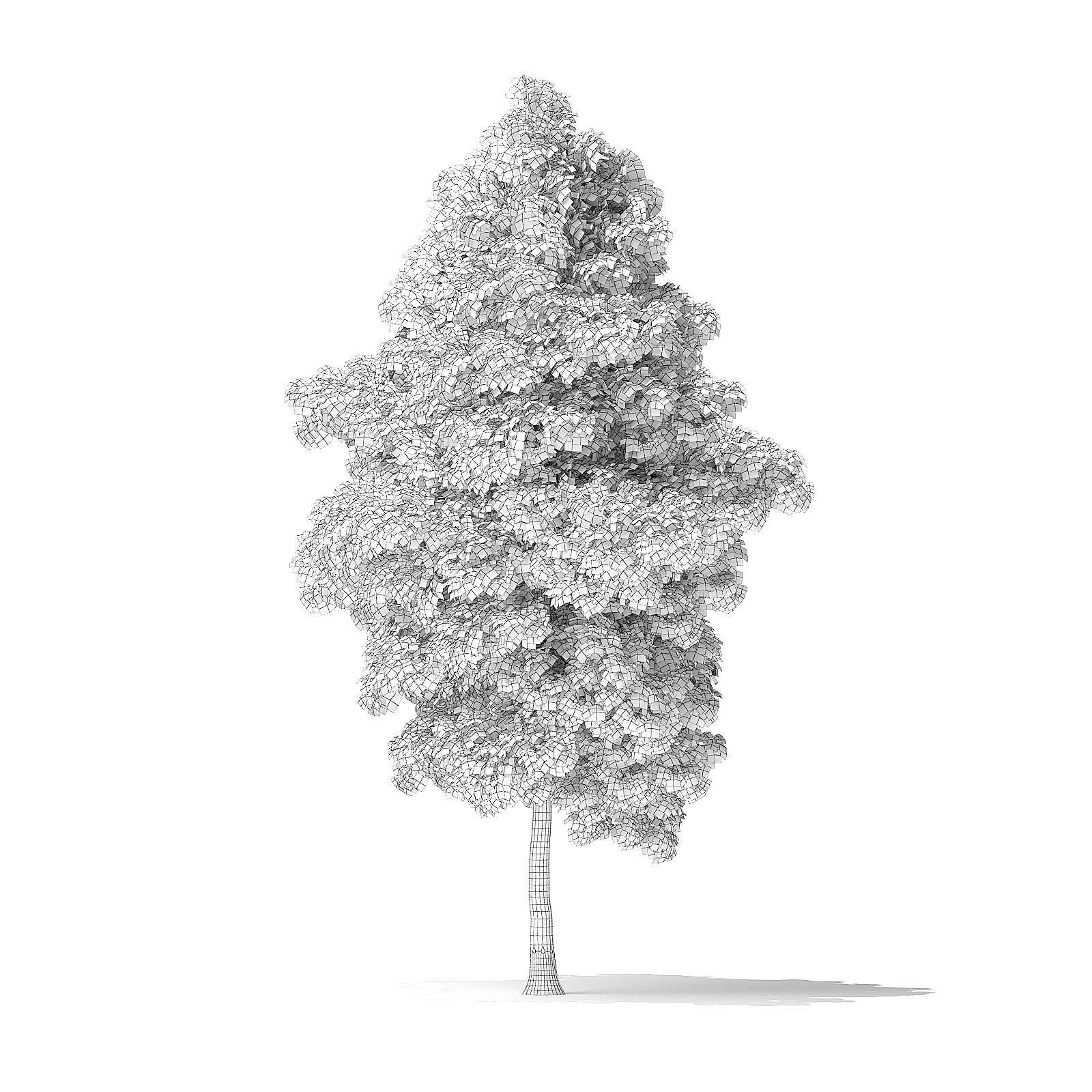 American Basswood Tree 3D Model 8m 3D model_1
