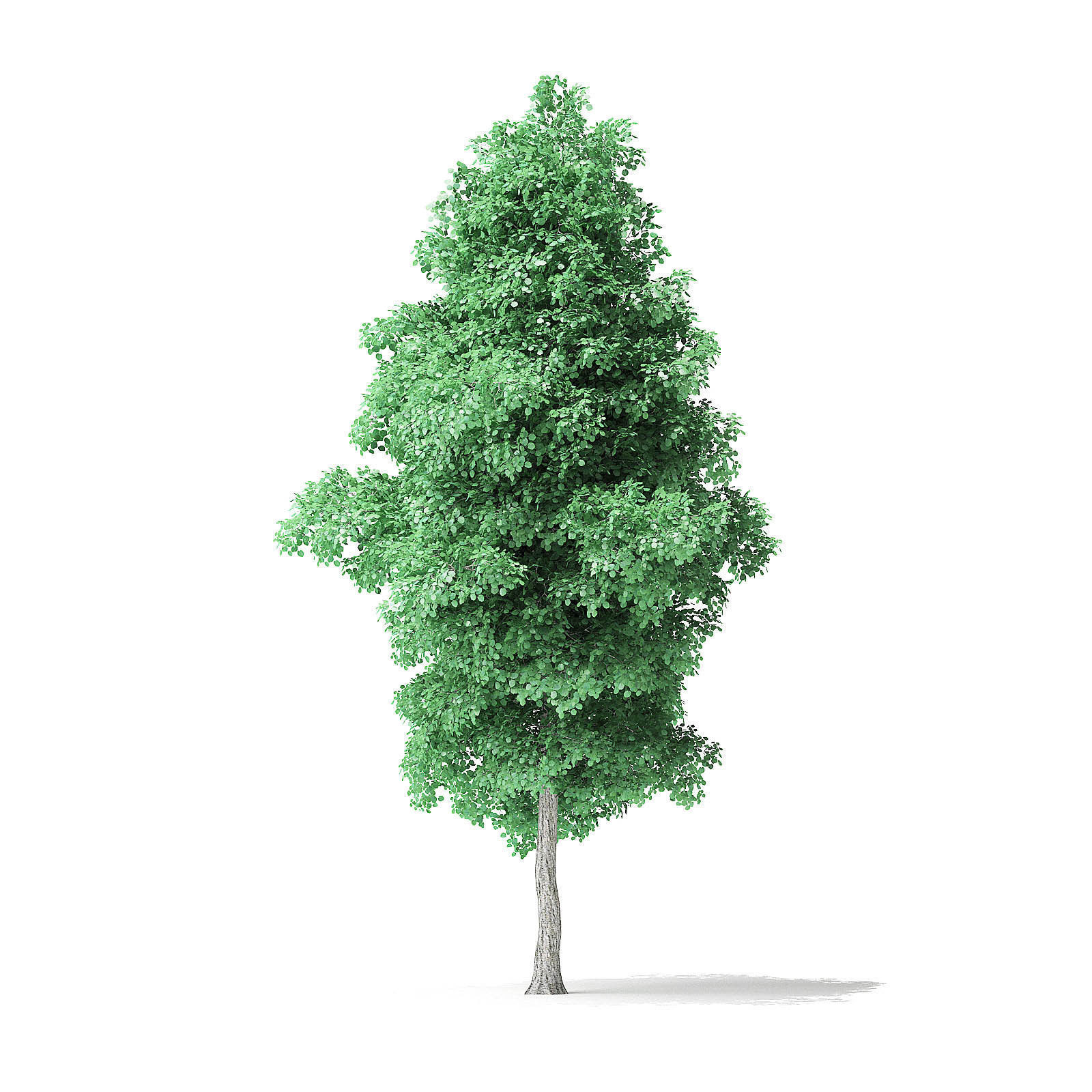 American Basswood Tree 3D Model 8m 3D model_6