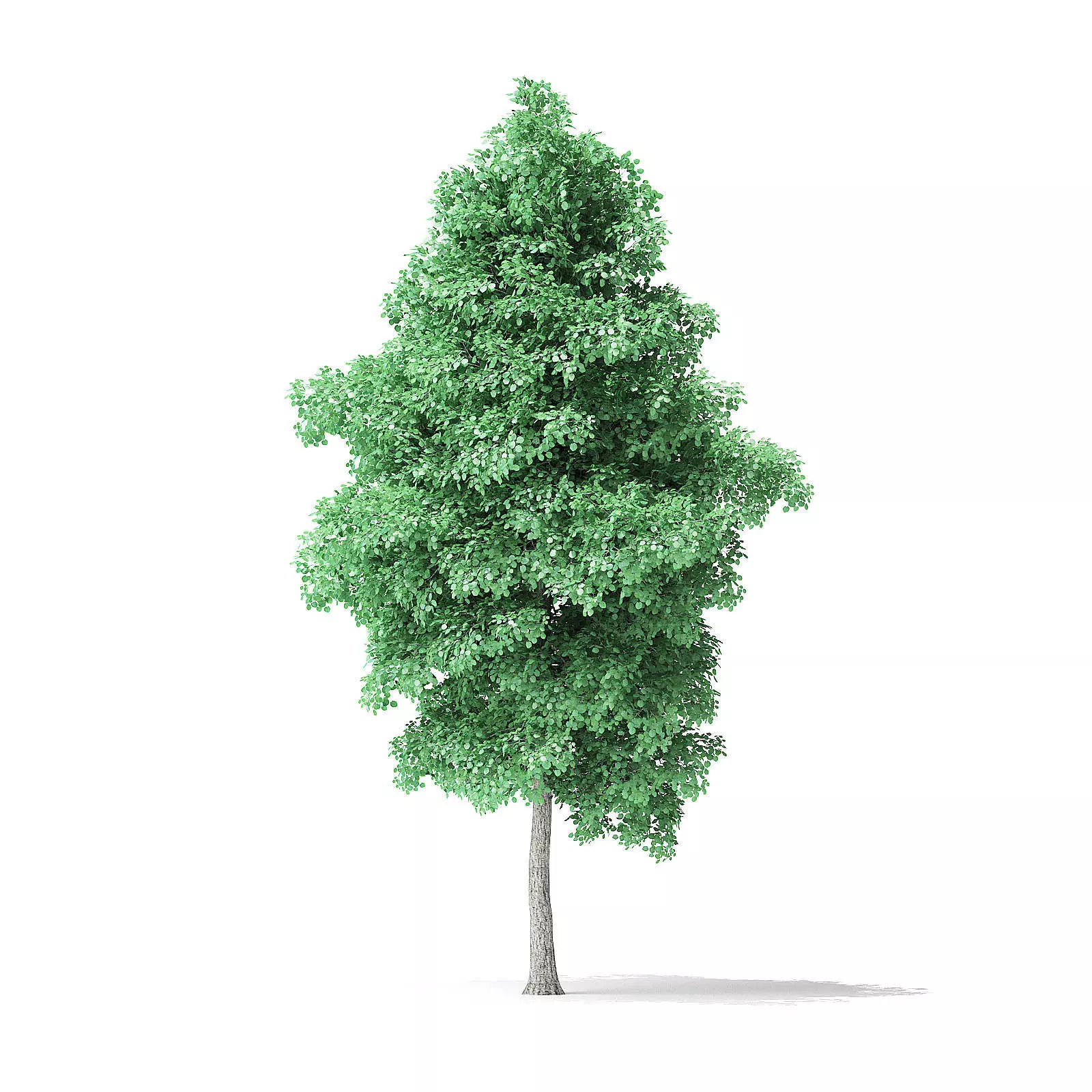 American Basswood Tree 3D Model 8m 3D model_0