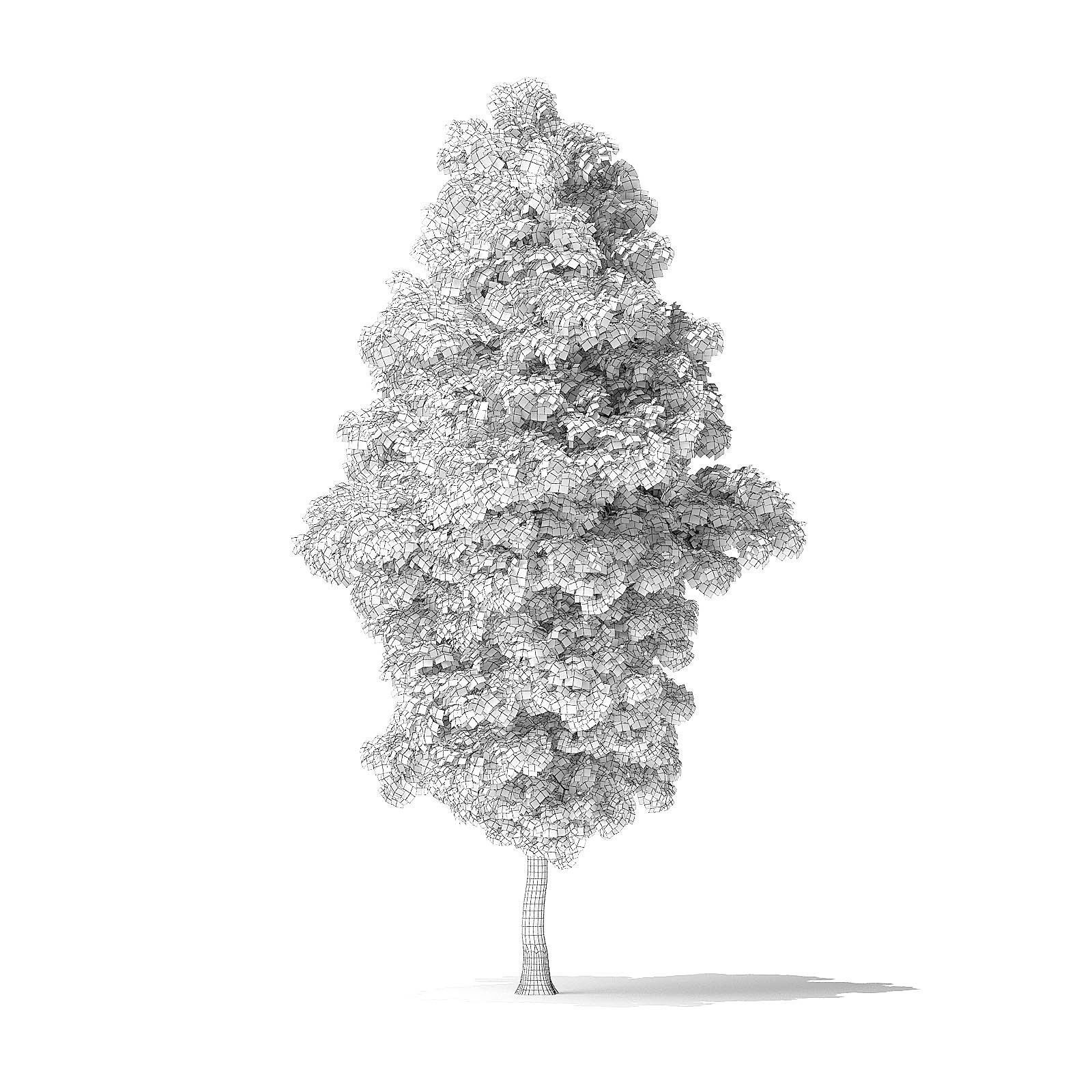 American Basswood Tree 3D Model 8m 3D model_3