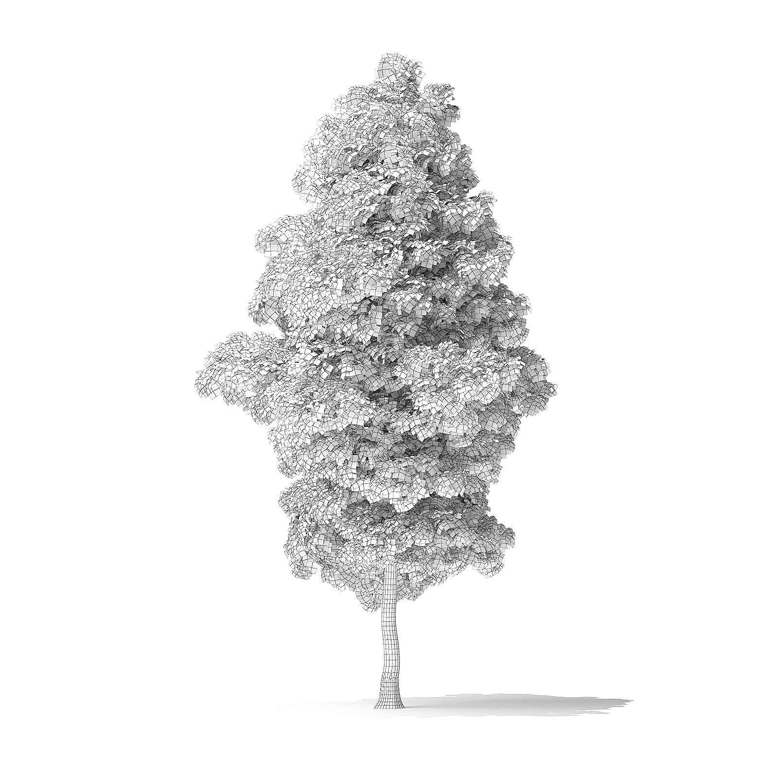 American Basswood Tree 3D Model 8m 3D model_7