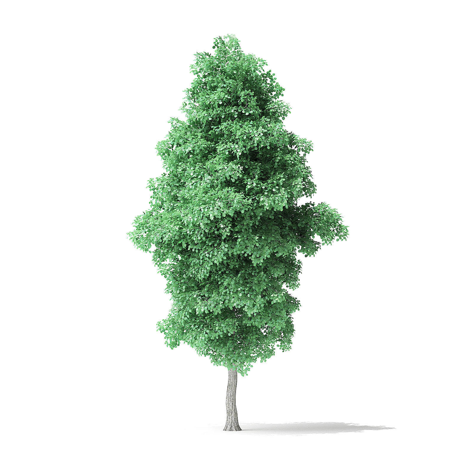 American Basswood Tree 3D Model 8m 3D model_2