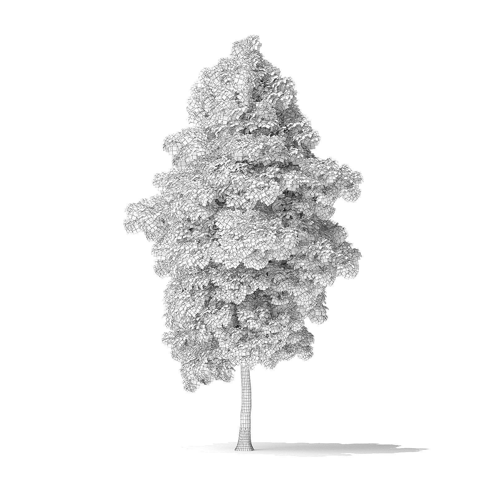 American Basswood Tree 3D Model 8m 3D model_5
