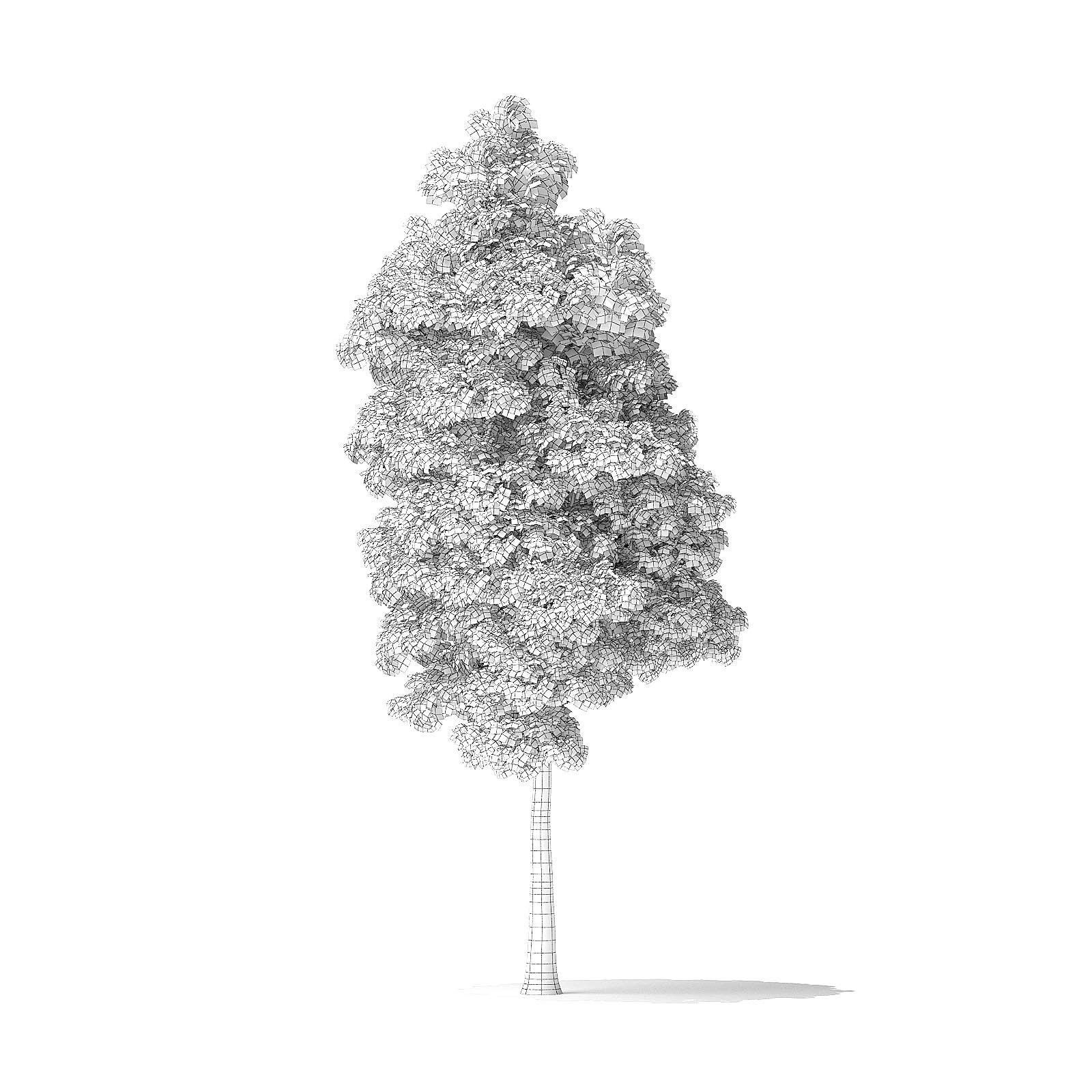American Basswood Tree 3D Model 9m 3D model_5