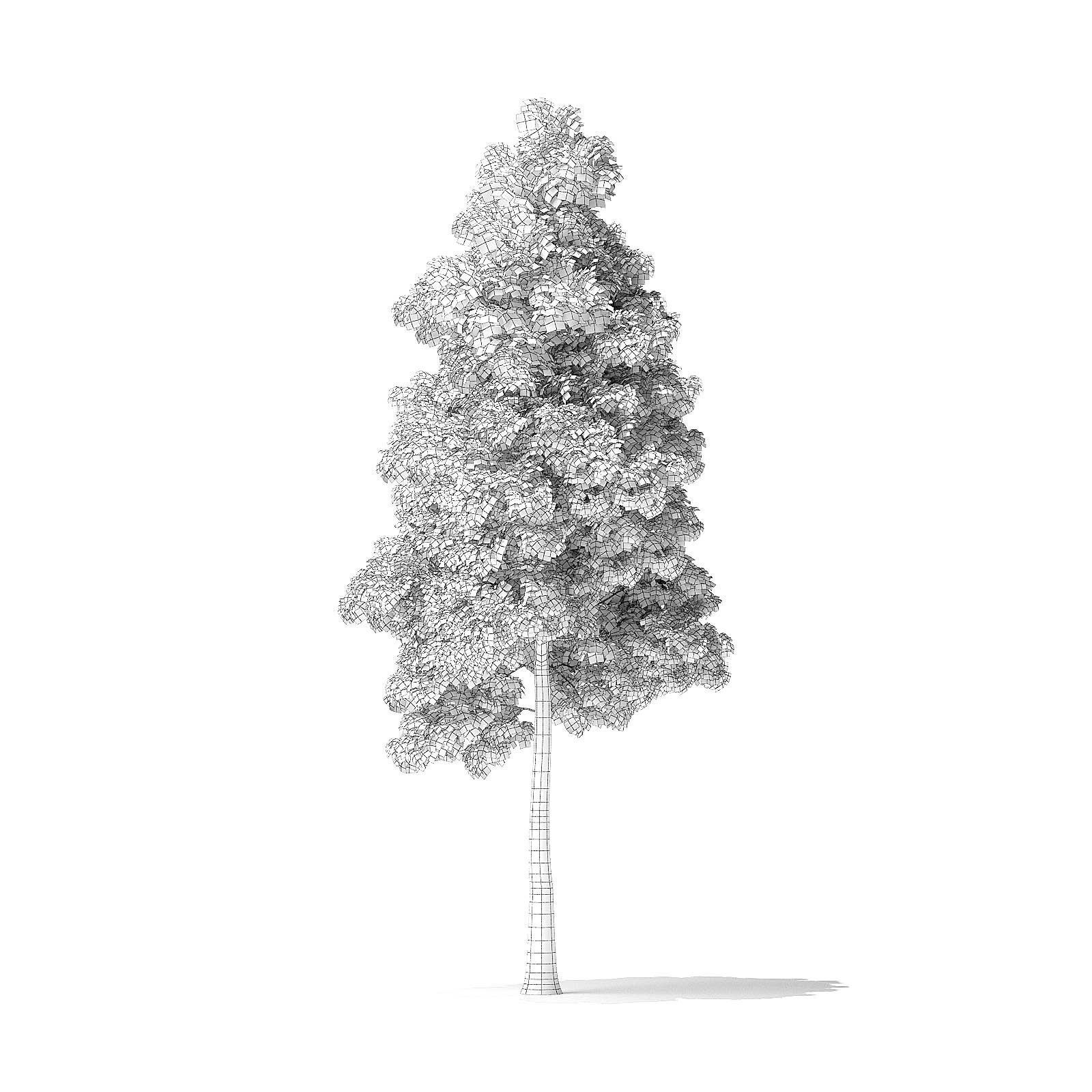 American Basswood Tree 3D Model 9m 3D model_7