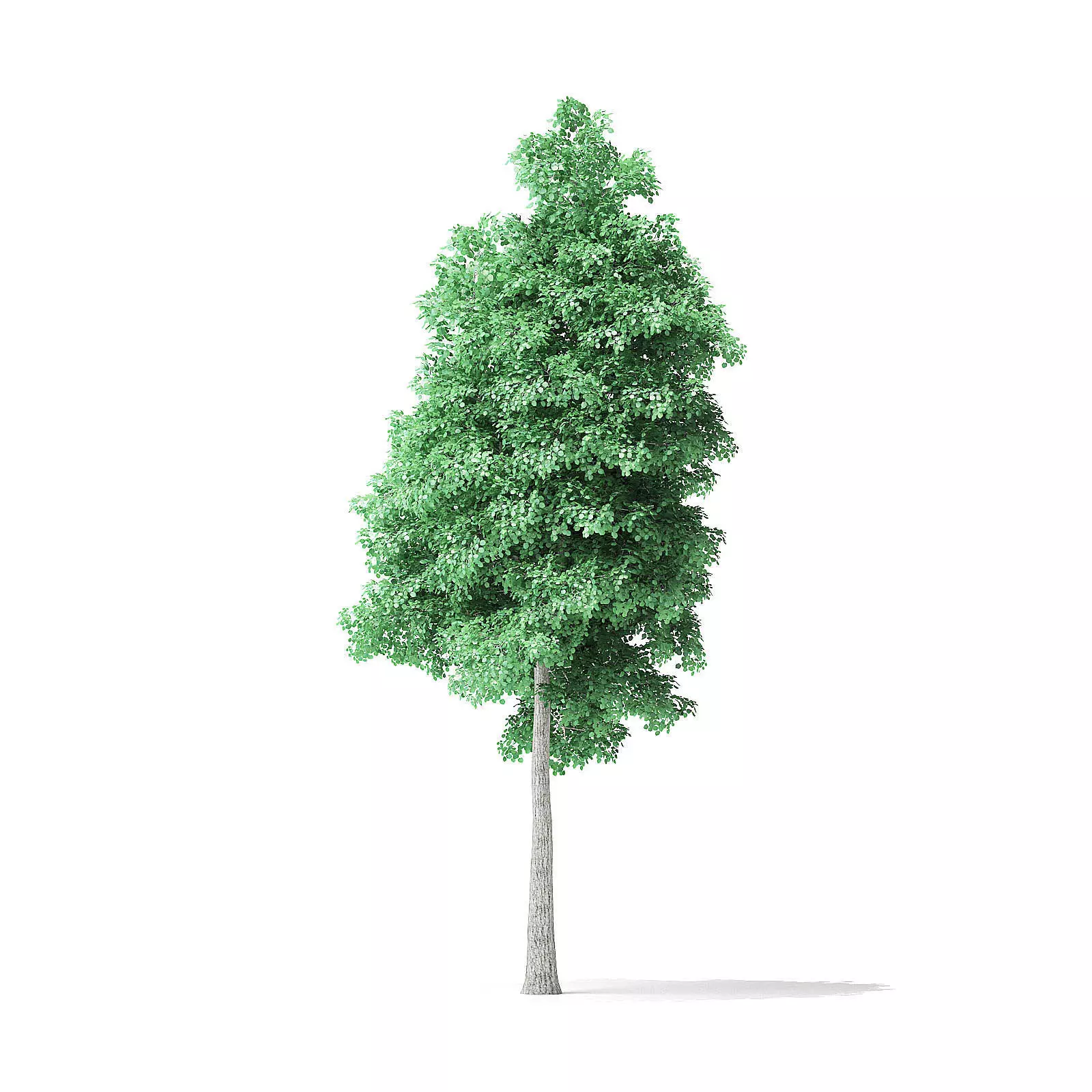 American Basswood Tree 3D Model 9m 3D model_0