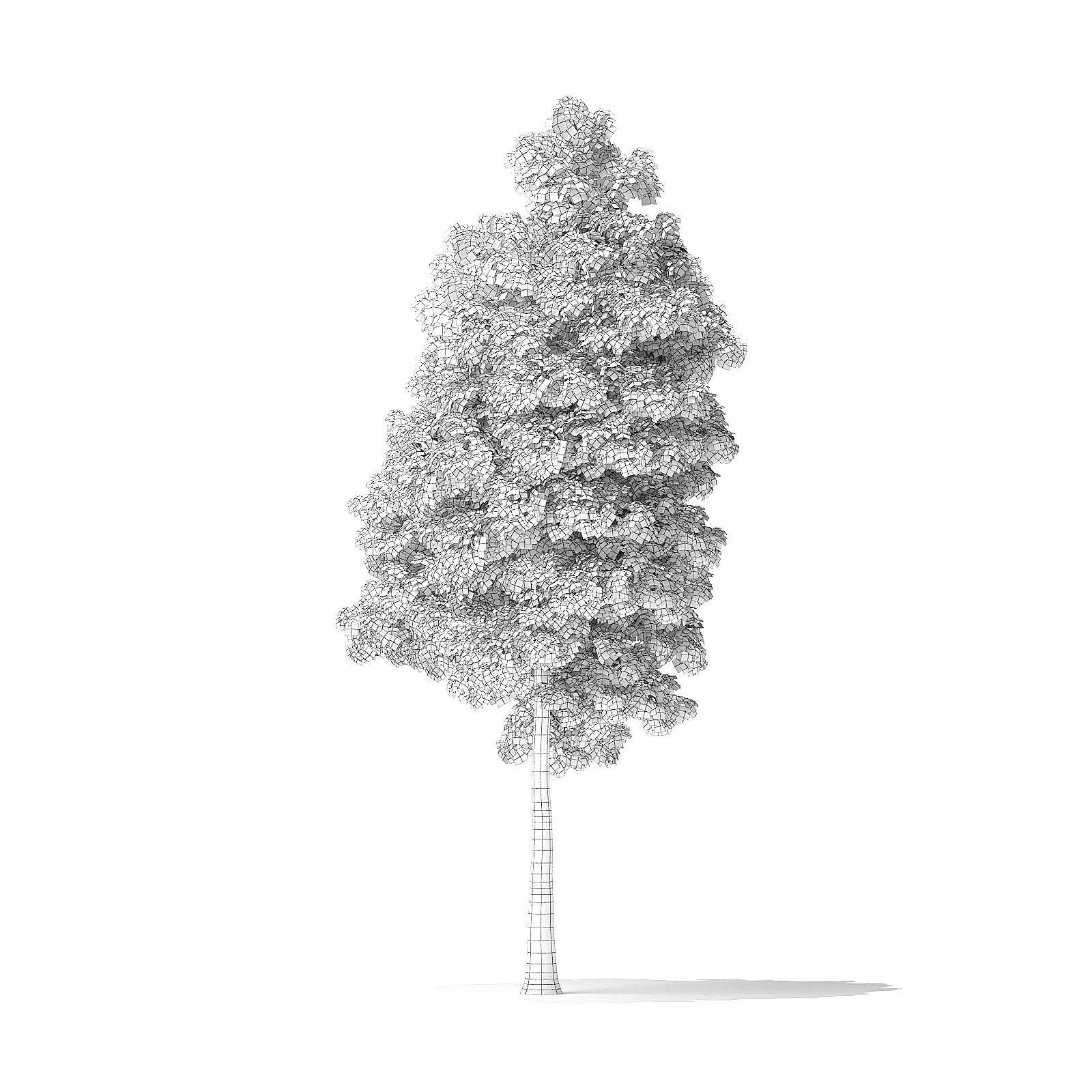 American Basswood Tree 3D Model 9m 3D model_1