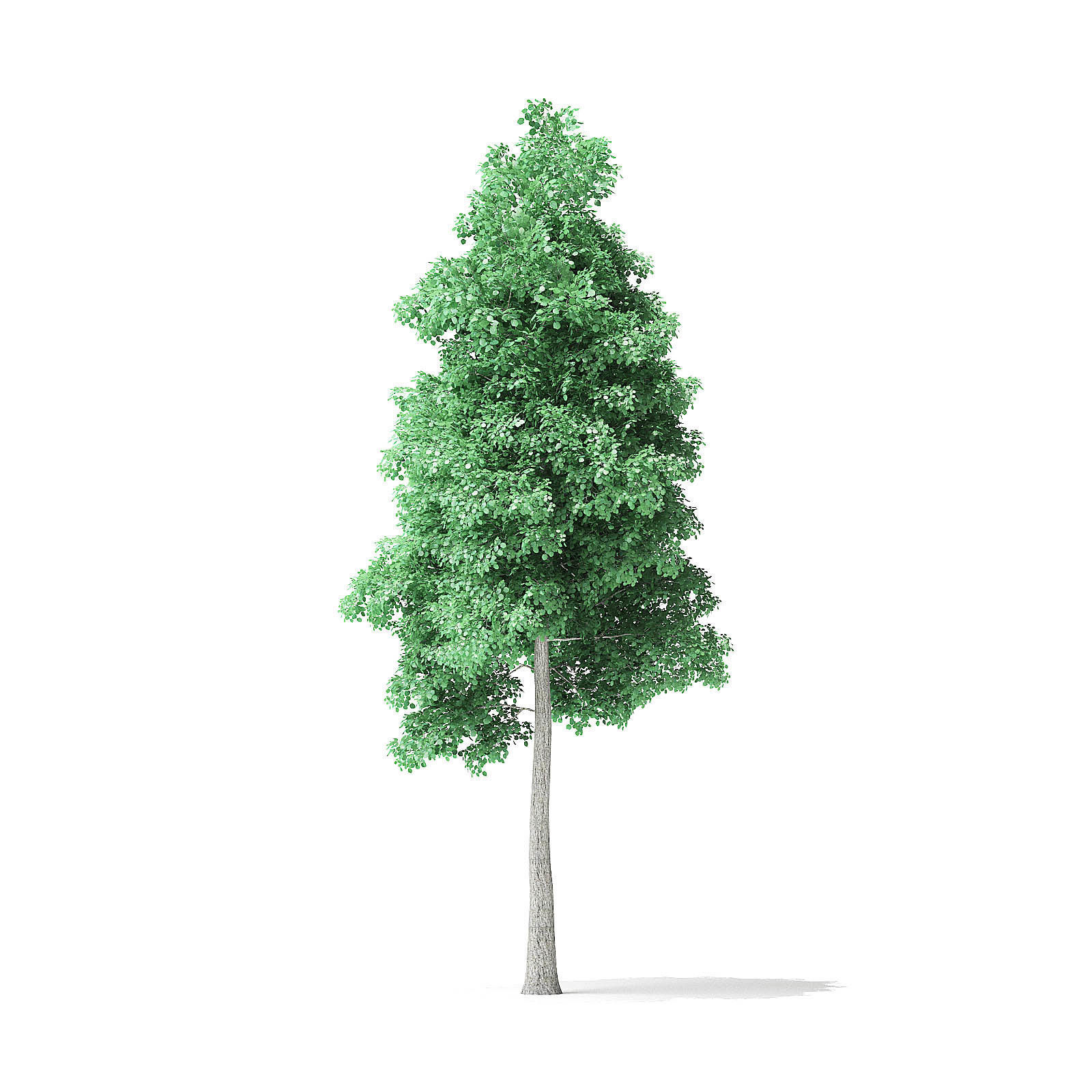 American Basswood Tree 3D Model 9m 3D model_6