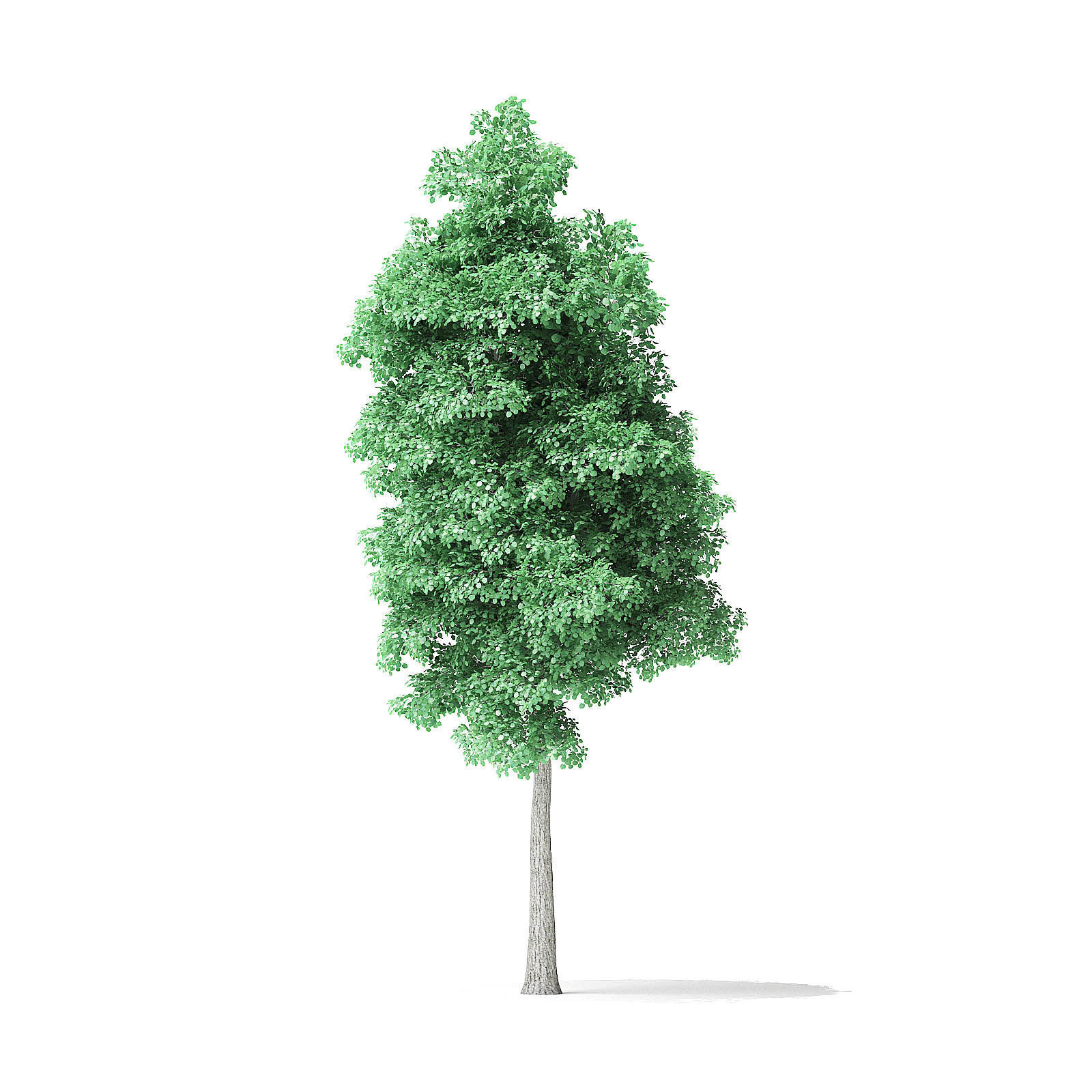 American Basswood Tree 3D Model 9m 3D model_4
