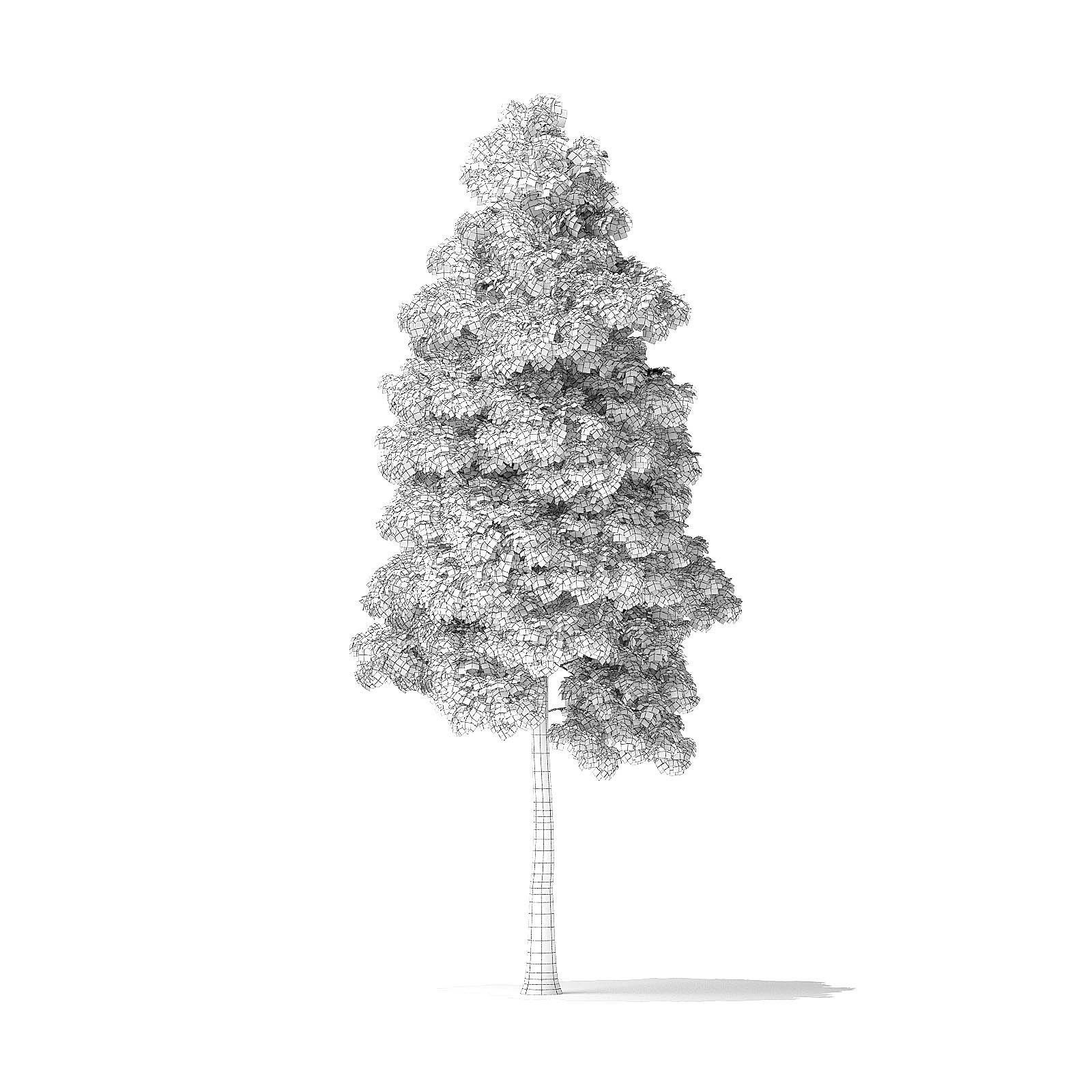 American Basswood Tree 3D Model 9m 3D model_3