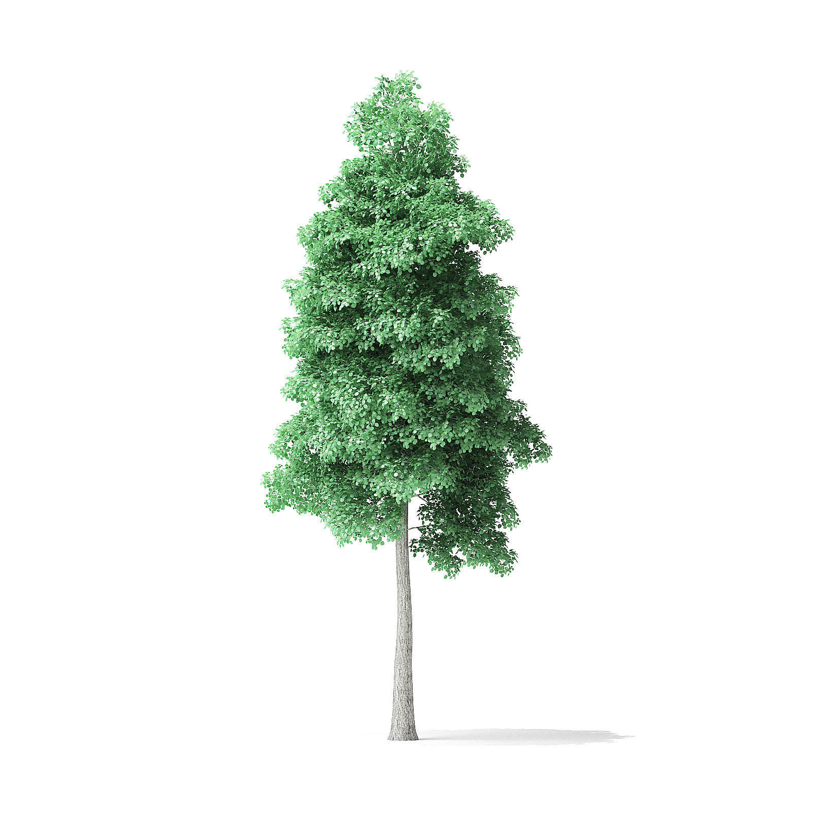 American Basswood Tree 3D Model 9m 3D model_2