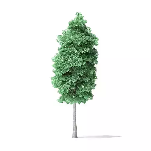 American Basswood Tree 3D Model 10m