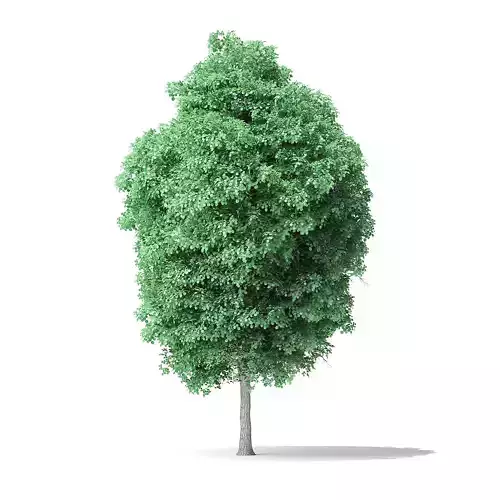 American Basswood Tree 3D Model 8m