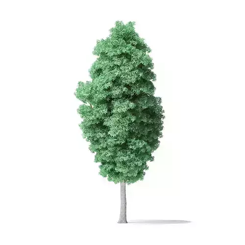 American Basswood Tree 3D Model 14m