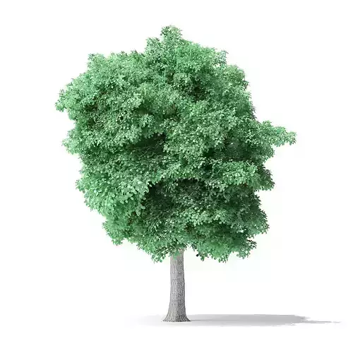 American Basswood Tree 3D Model 8m