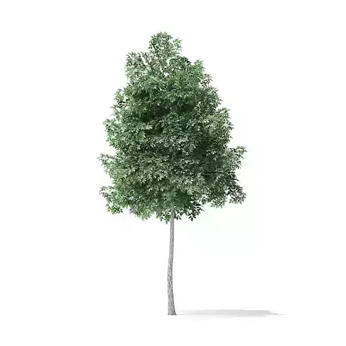 Boxelder Maple Tree 3D Model 4m
