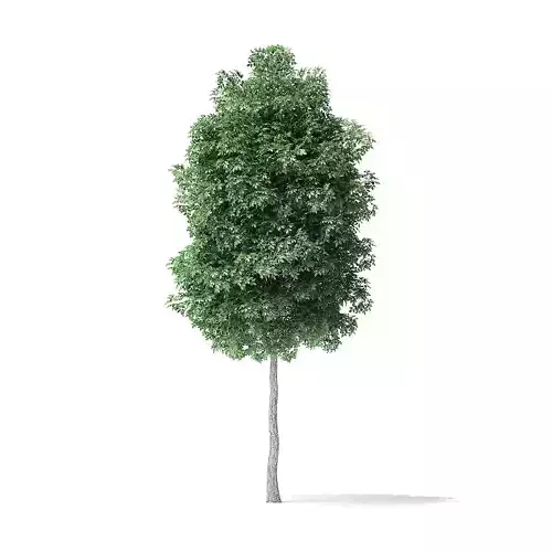 Boxelder Maple Tree 3D Model 5m