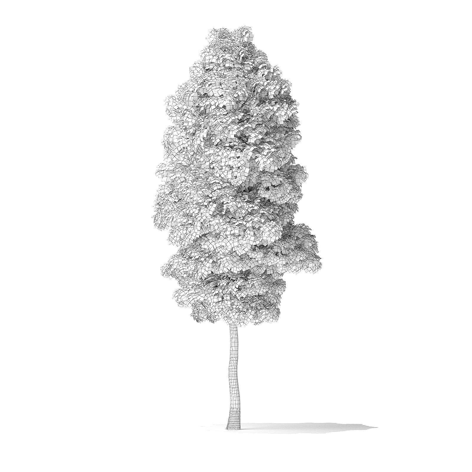 Boxelder Maple Tree 3D Model 6m 3D model_5