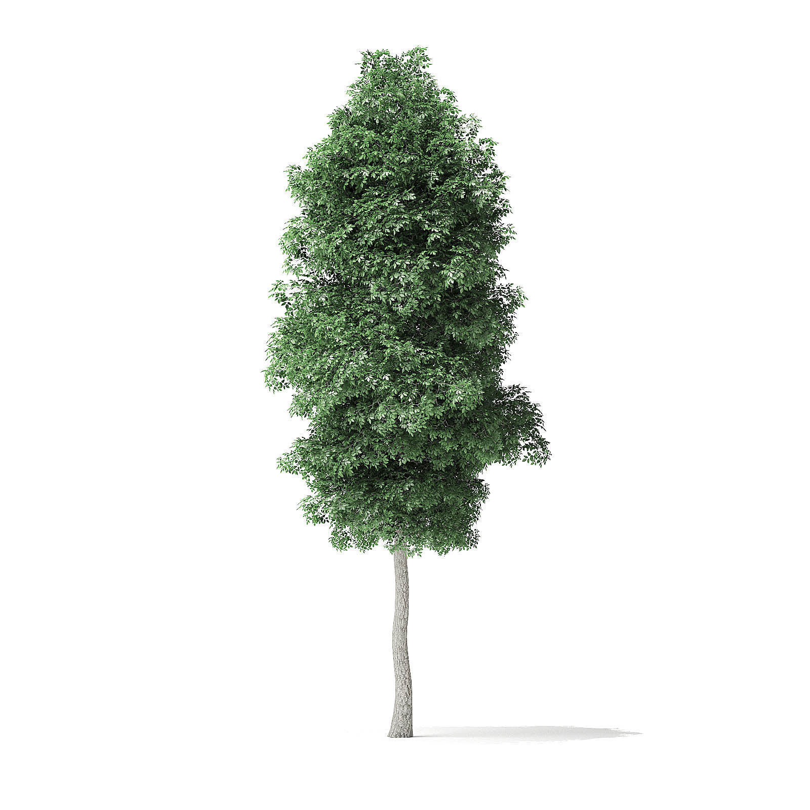 Boxelder Maple Tree 3D Model 6m 3D model_4