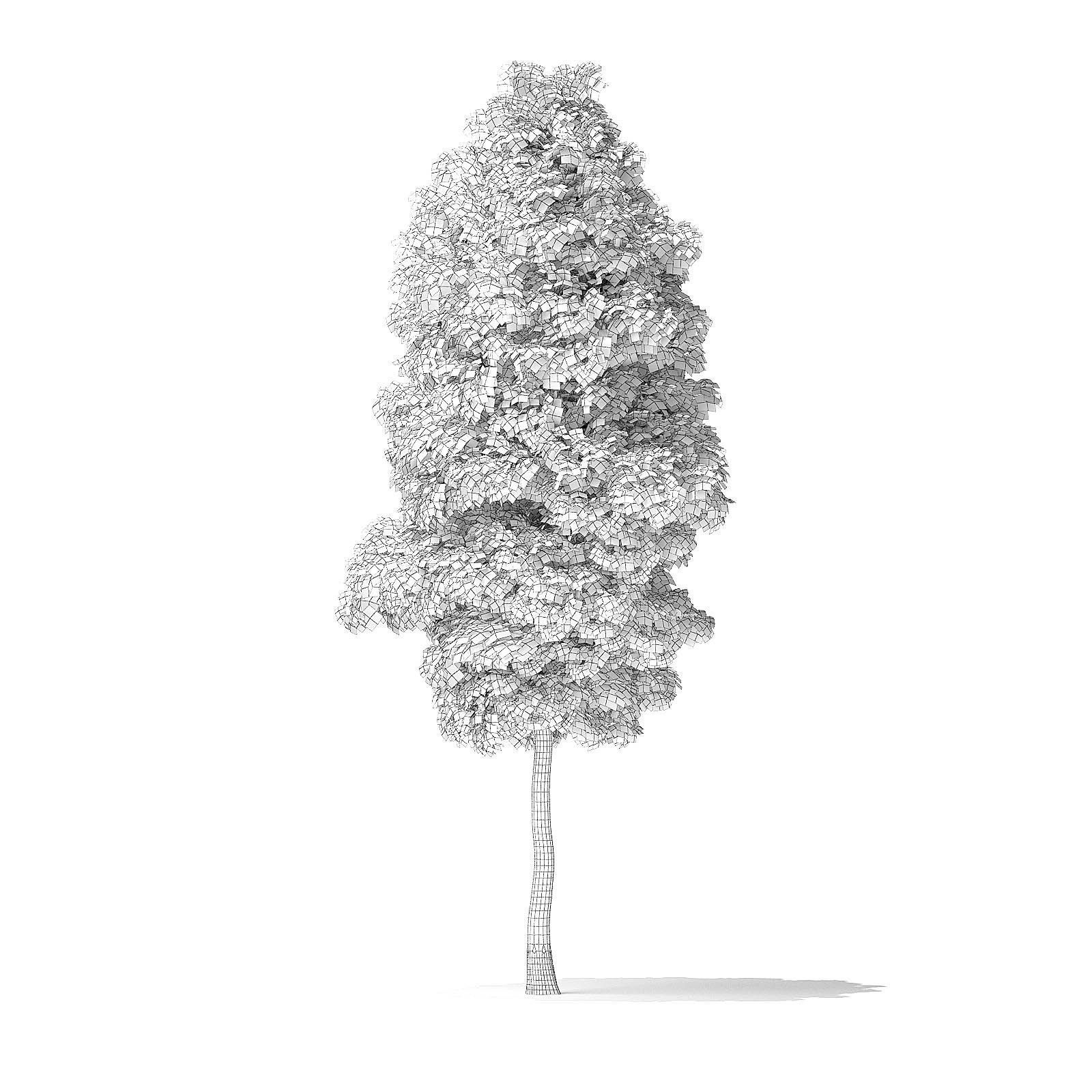 Boxelder Maple Tree 3D Model 6m 3D model_1