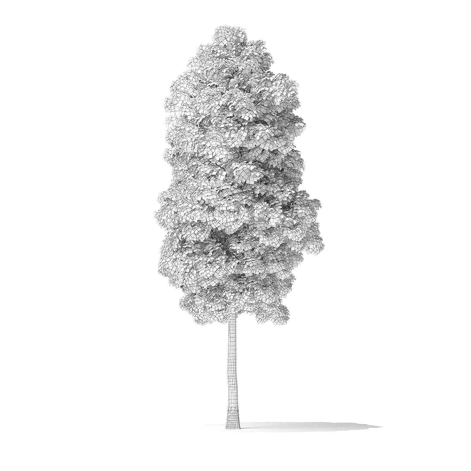 Boxelder Maple Tree 3D Model 6m 3D model_3