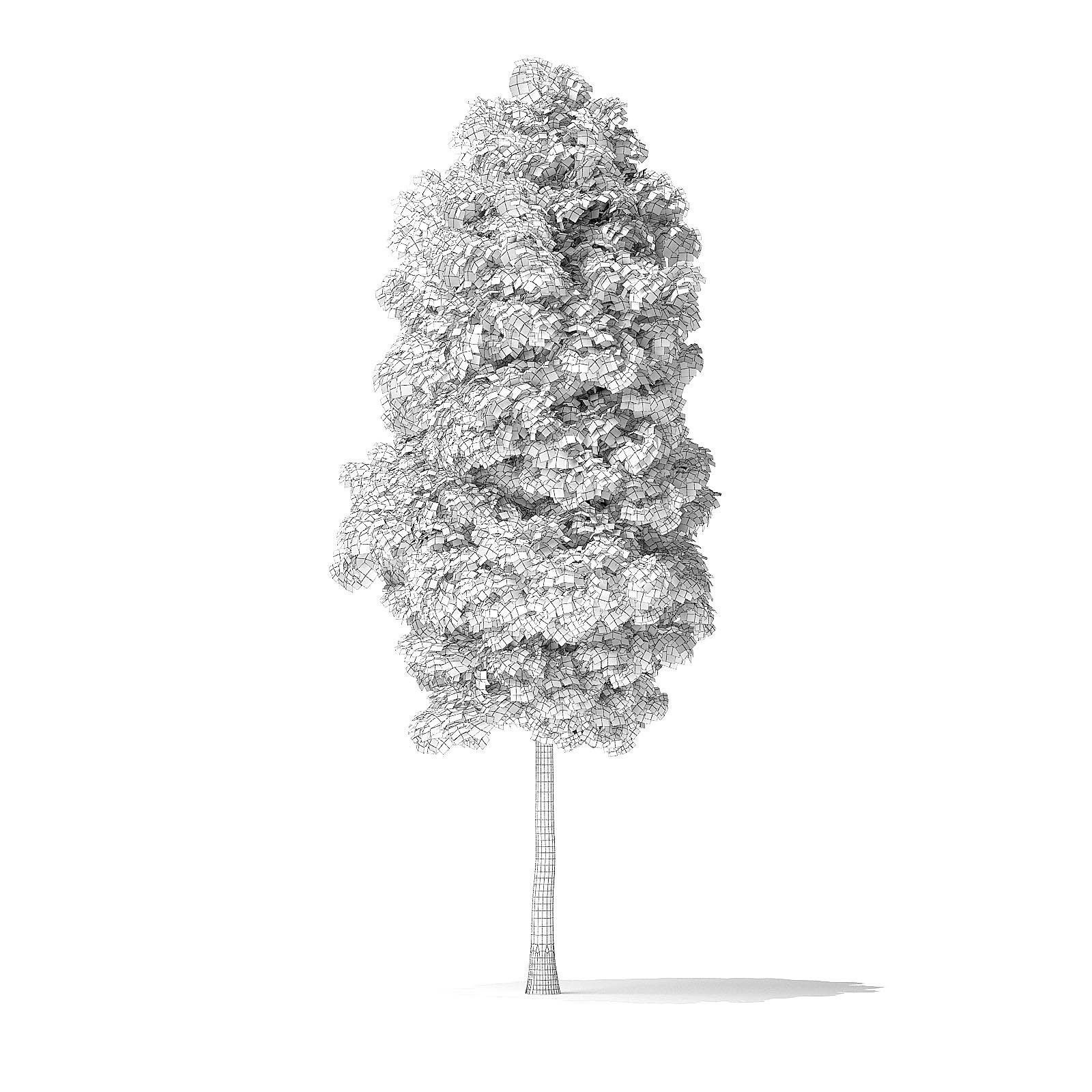 Boxelder Maple Tree 3D Model 6m 3D model_7