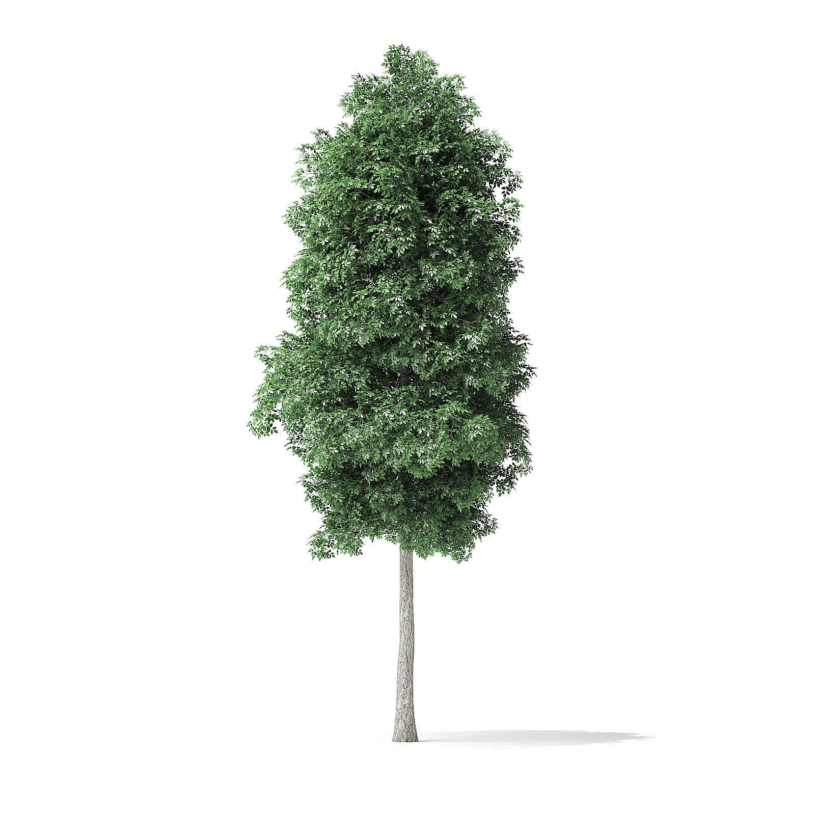 Boxelder Maple Tree 3D Model 6m 3D model_6