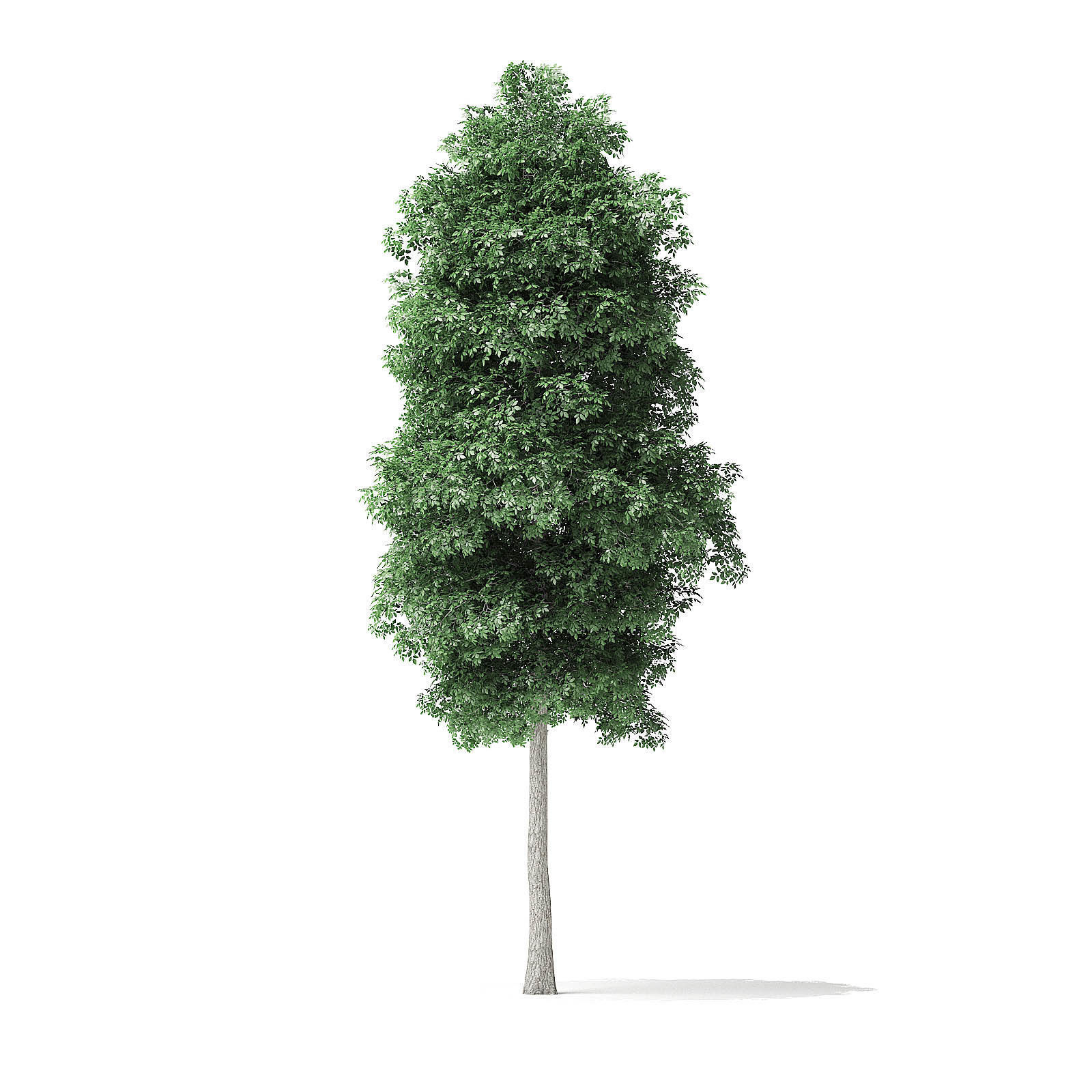 Boxelder Maple Tree 3D Model 6m 3D model_2