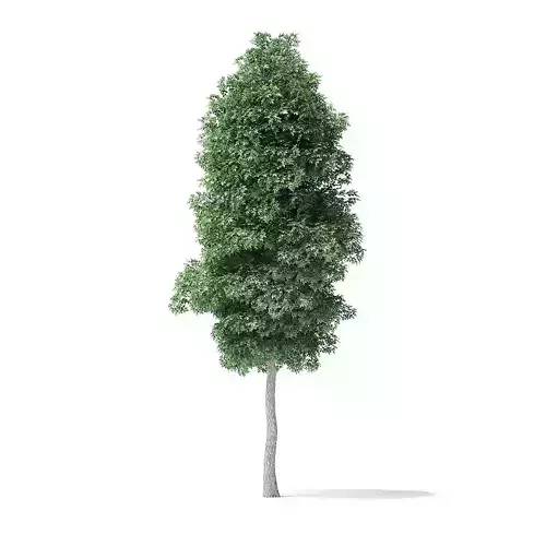 Boxelder Maple Tree 3D Model 6m