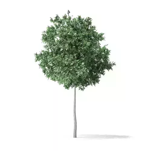 Boxelder Maple Tree 3D Model 6m