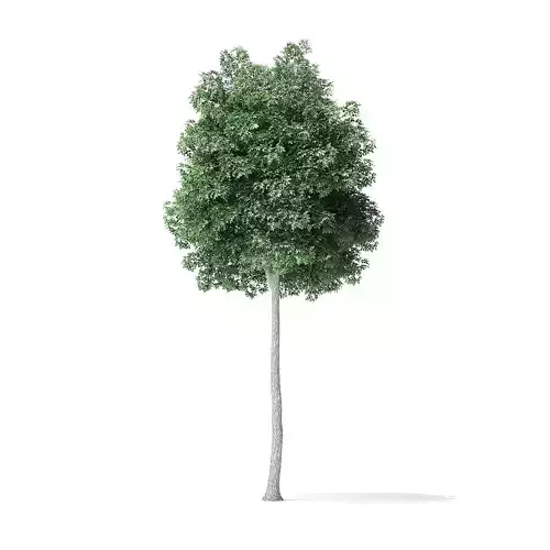 Boxelder Maple Tree 3D Model 8m