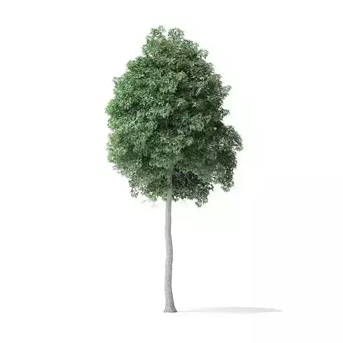 Boxelder Maple Tree 3D Model 9m