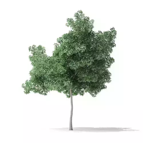 Boxelder Maple Tree 3D Model 6m