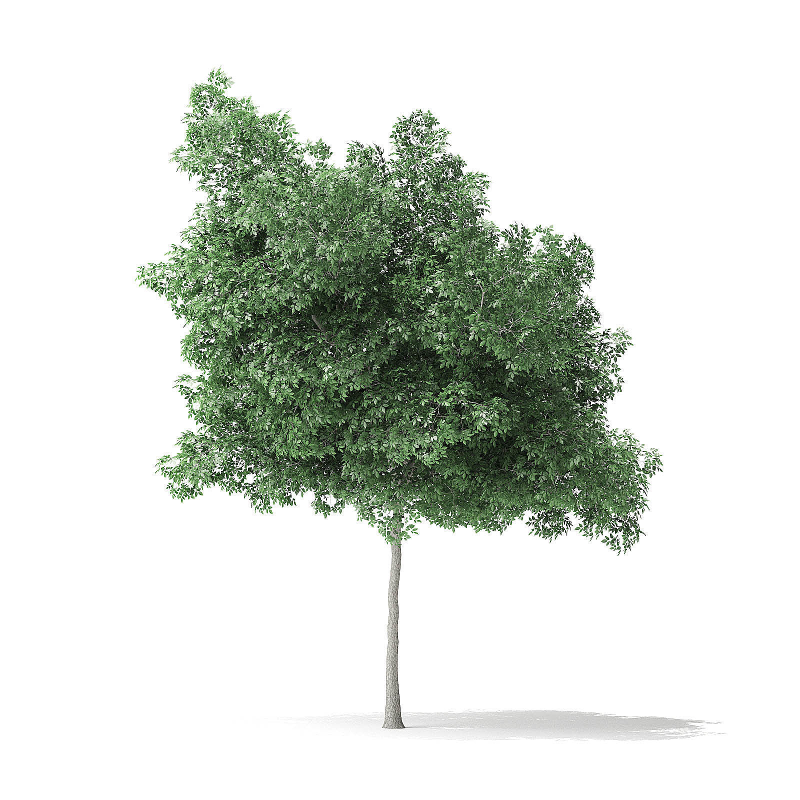 Boxelder Maple Tree 3D Model 6m 3D model_2